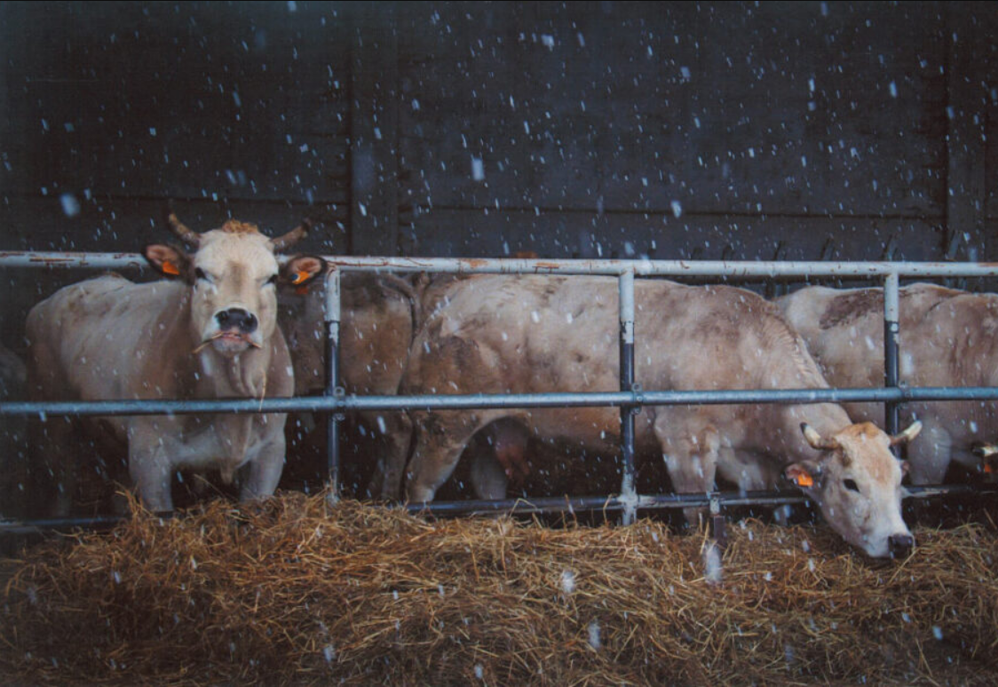 Suni Tohumlamada Başarıyı Etkileyen Faktörler