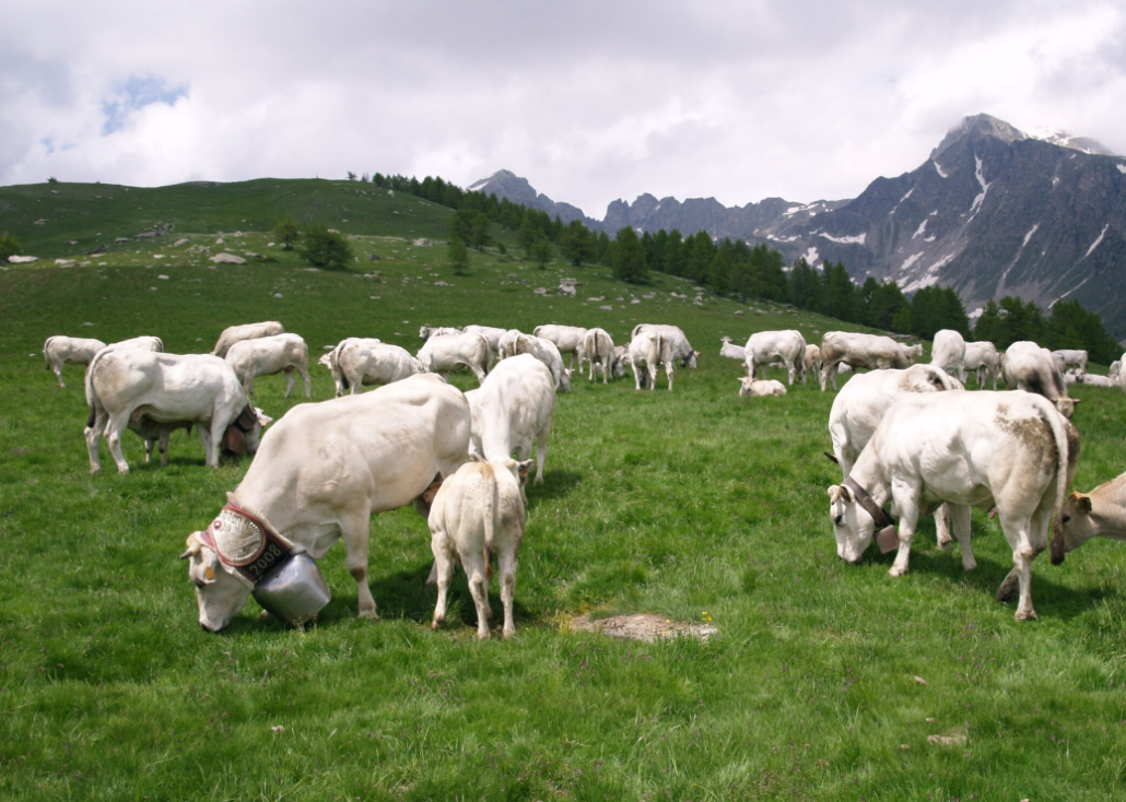 Suni Tohumlama Nasıl Yapılır?