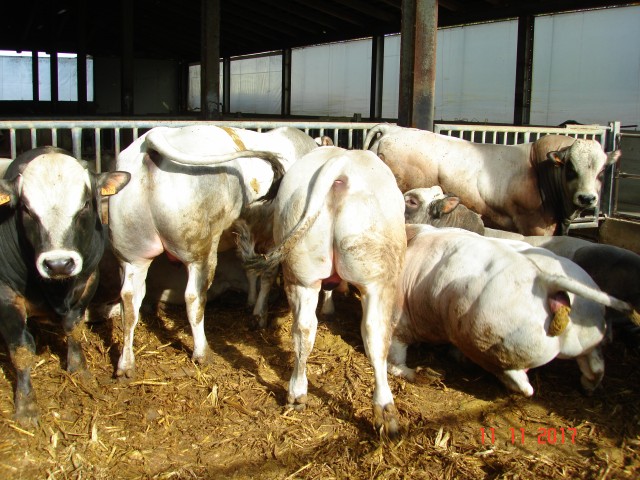 Suni Tohumlama